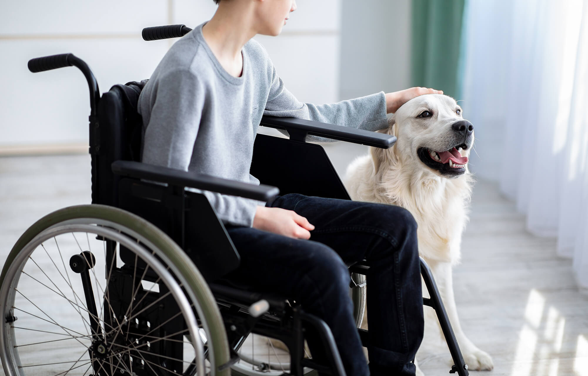 Best Dog Training In Pittsburgh